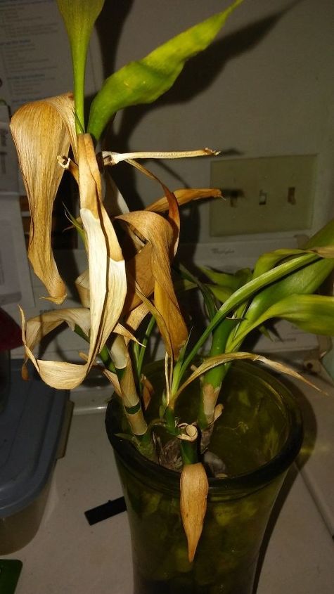 q bamboo plant yellowing