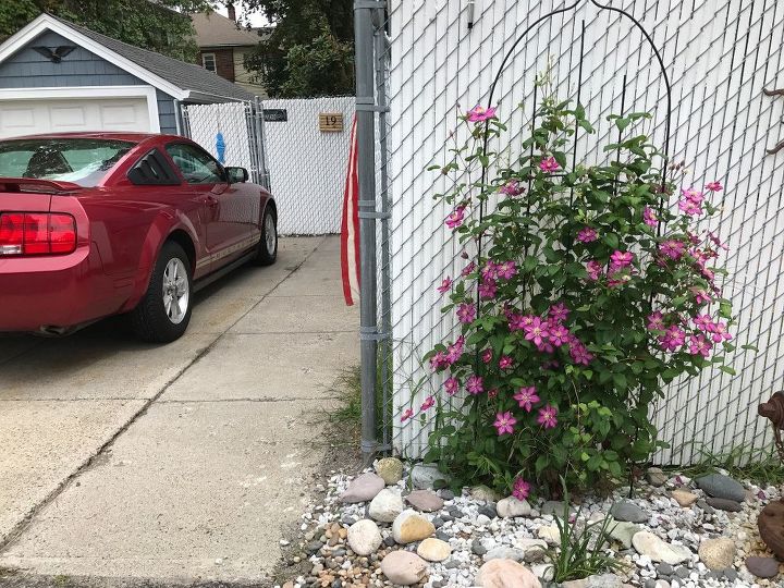 q overwintering a clematis