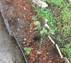 how to prevent garden lizards from digging holes in my yard
