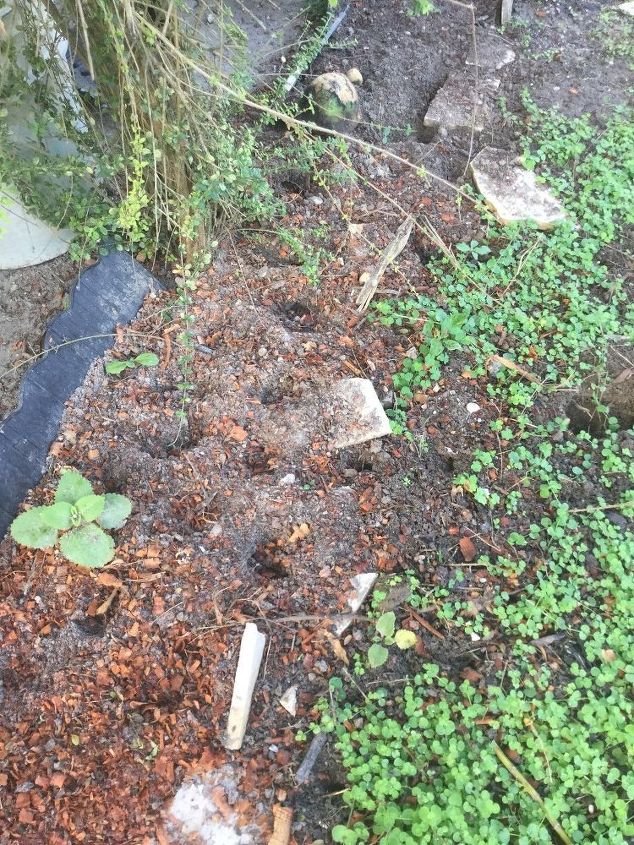 How to prevent garden lizards from digging holes in my yard. Hometalk