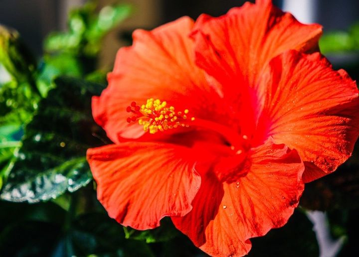 q how can i best care for herbs hibiscus inside for winter