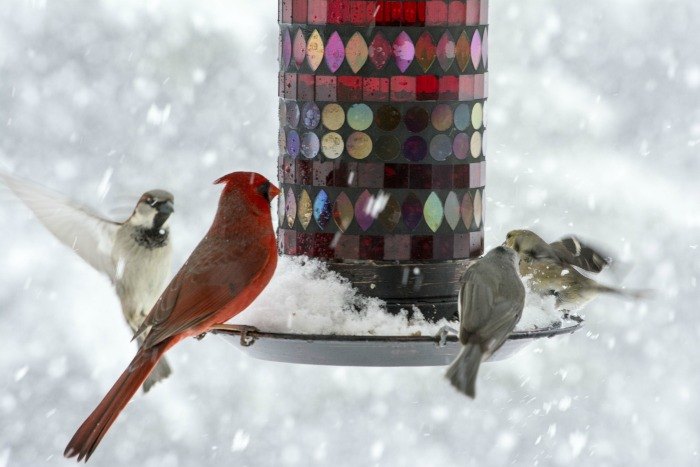 attracting birds in winter