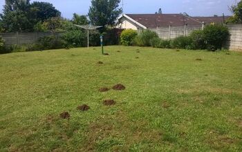 How can we get rid of moles??
