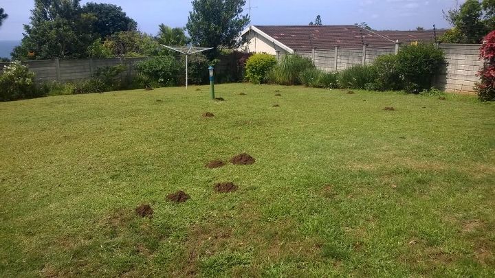 how can we get rid of moles