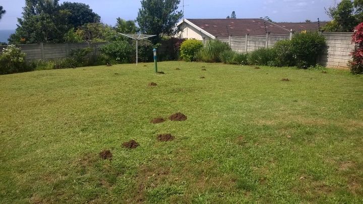 q how can we get rid of moles