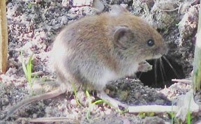 q voles in vegetable garden
