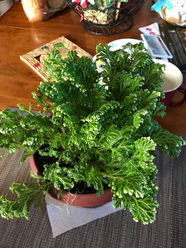 q does anyone know how to care for a snow fern