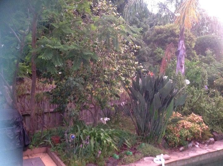 q i have a camellia with yellow leaves and would like to save it