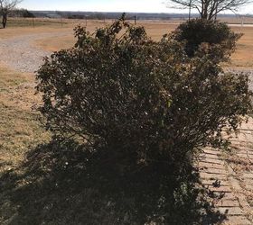 I live in central Oklahoma when should I cut my rose ...