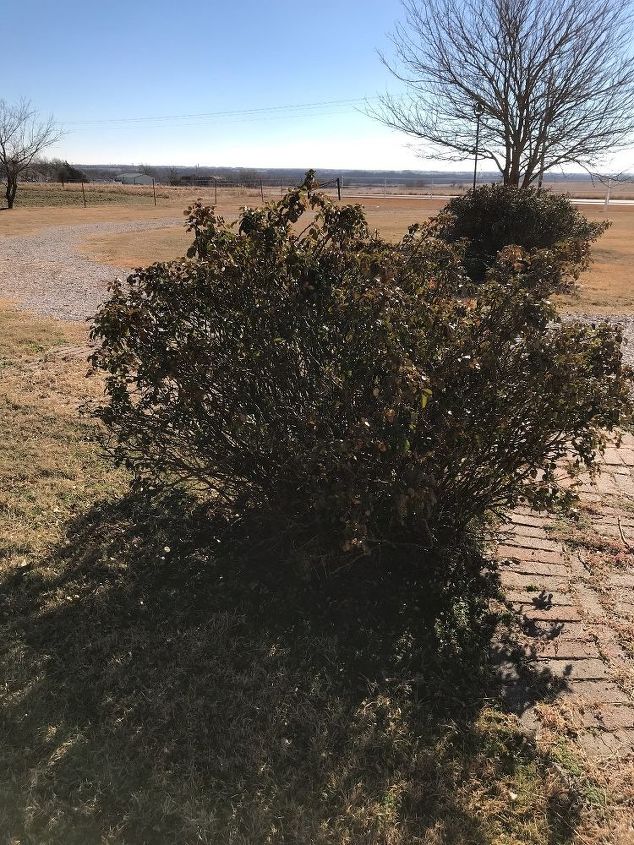 q i live in central oklahoma when should i cut my rose bushes back and h