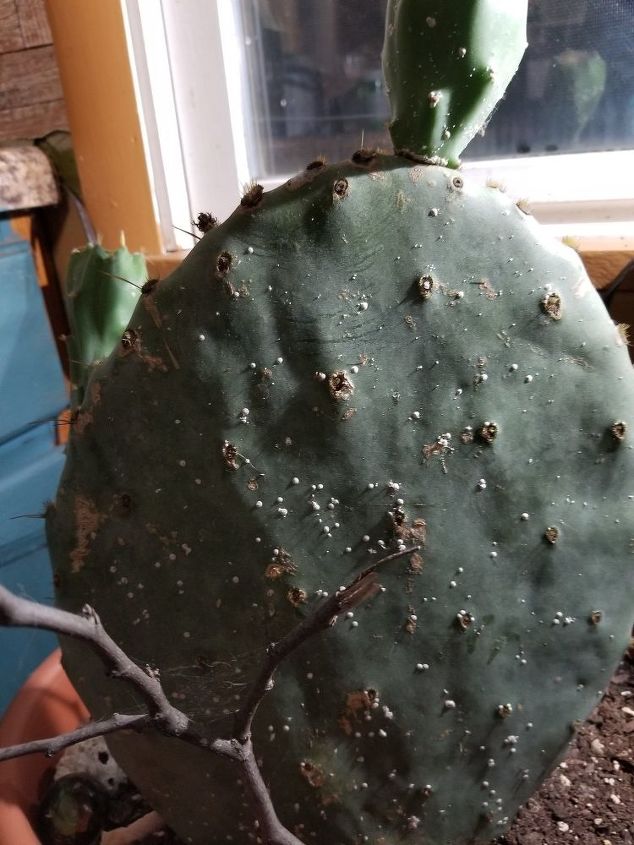 q what s going on with my cactus