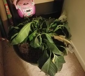 i have a peace lily that i cannot keep alive repotted and only water