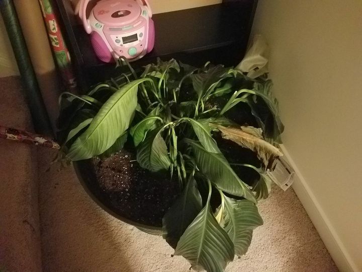q i have a peace lily that i cannot keep alive repotted and only water