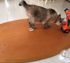 old coffee table transformation under budget, An inspector cat on duty