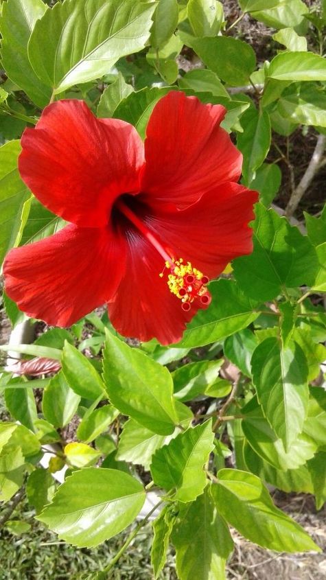 how can i make hibiscus plants come back to life after southern freeze