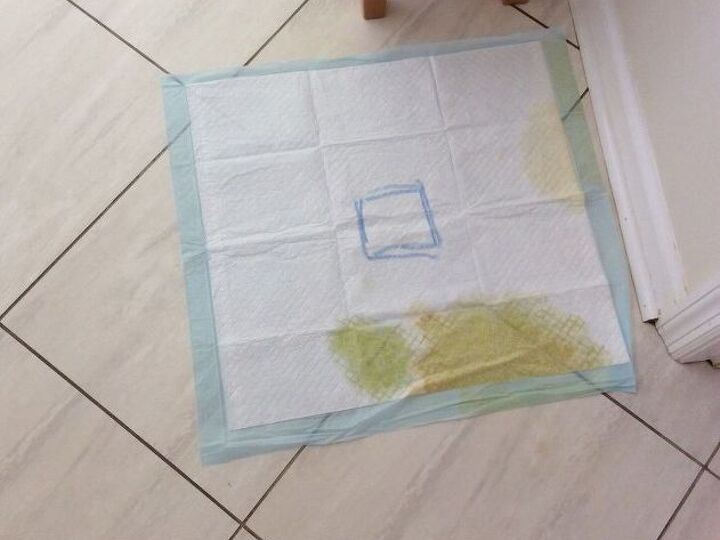q how to get my puppy s puddles on his piddle pad