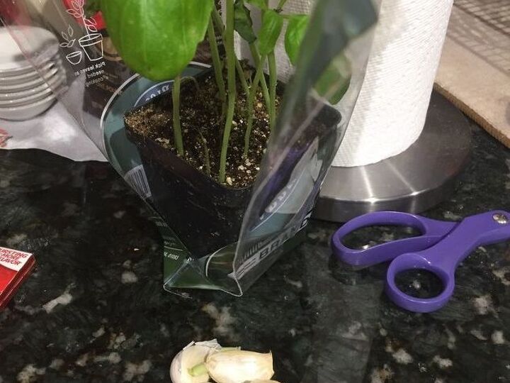q anyone know the best way to plant garlic and basil inside