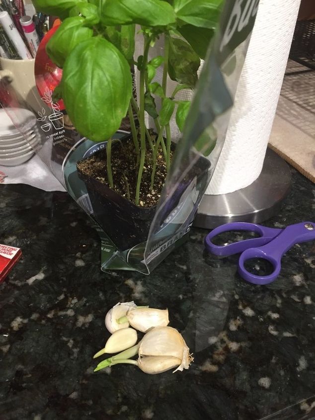 q anyone know the best way to plant garlic and basil inside