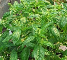 how to grow basil successfully