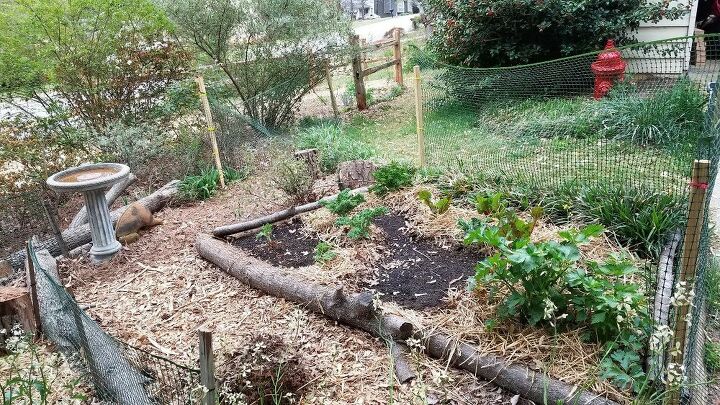 e i live in north atlanta area and i still have broccoli growing and kal