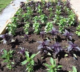 how to grow basil successfully