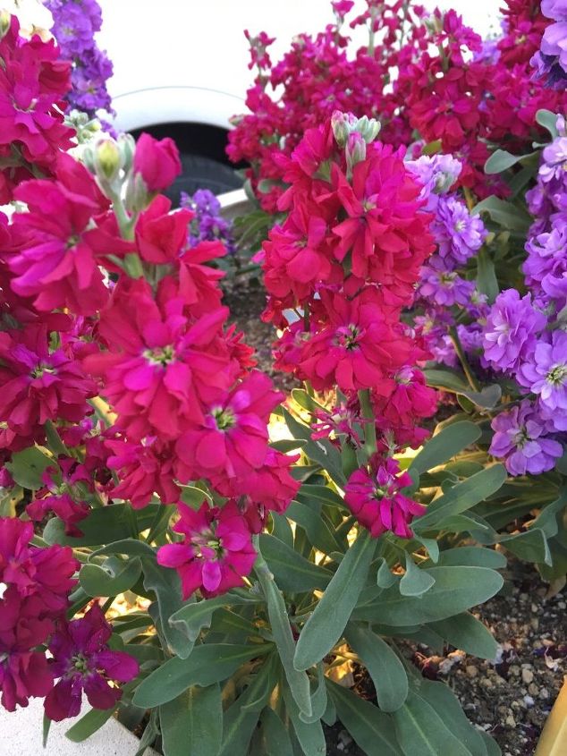 q anyone know what these flowers are saw them in las vegas thanks