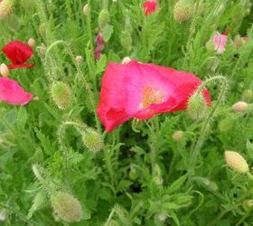 how to grow poppies
