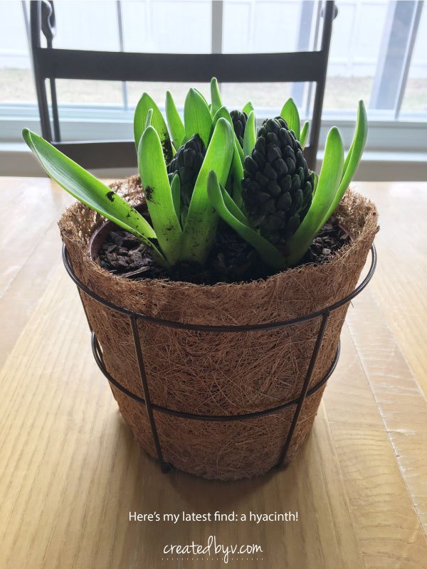 removable window shelf for plants