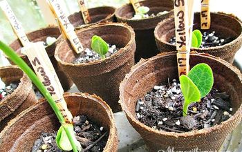Beginners Guide To Growing A Vegetable Garden From Seeds