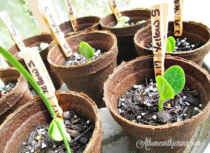 gua para principiantes para cultivar un jardn de vegetales desde las semillas