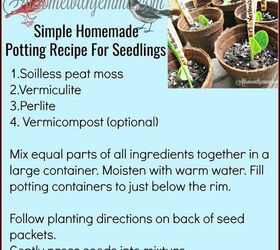 beginners guide to growing a vegetable garden from seeds
