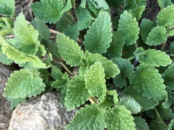 q what is this plant
