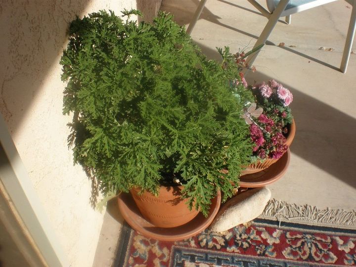 q can i divide my mosquito plant