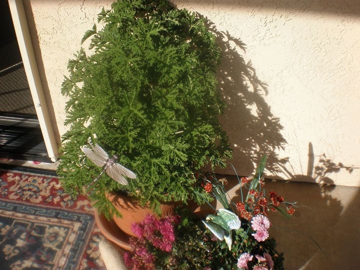 q can i divide my mosquito plant