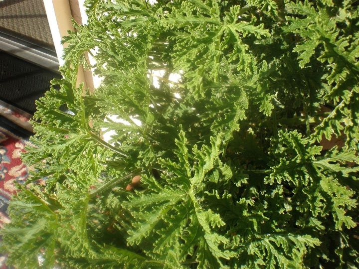 q can i divide my mosquito plant