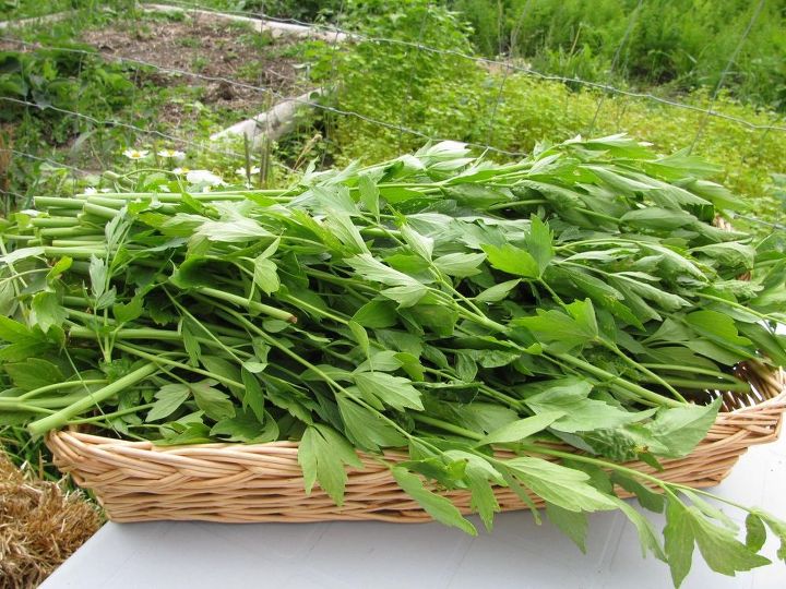 dry herbs without a dehydrator