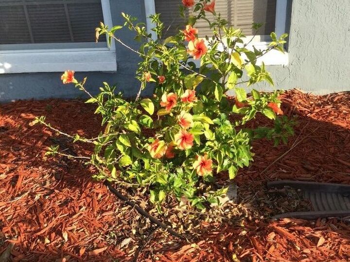q what can i do to help these plants
