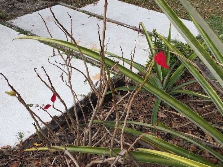 q how can i save this pointsetta lasted 6 mo after i planted it
