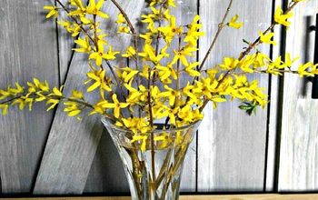 Forcing Forsythia Indoors