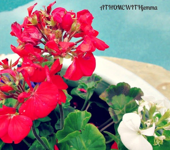 Cómo ahorrar dinero comprando plantas bien adaptadas para Cómo ahorrar dinero comprando plantas bien adaptadas para