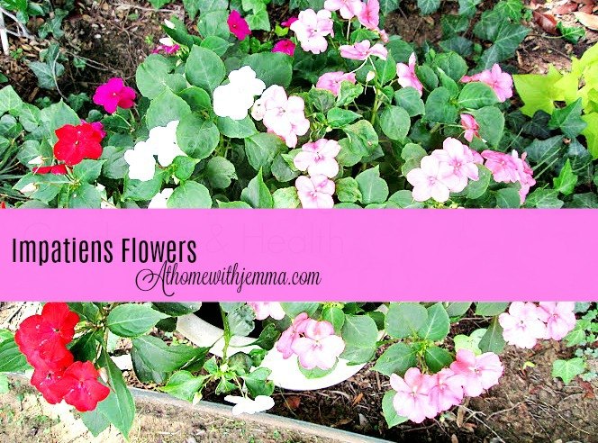 three of my favorite summer plants and three gardening health benefits