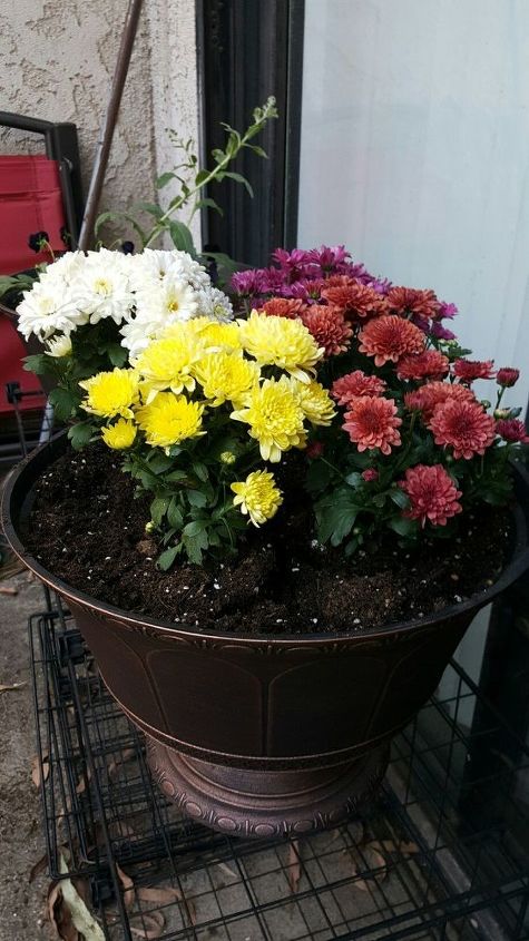 arranjos de flores em vasos ao ar livre