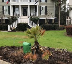 q replant a palm or go back to grass