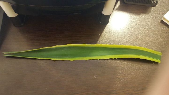 how can i propagate this cutting piece of agave