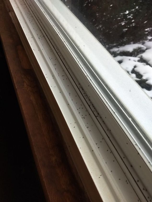 How Do I Get Rid Of Gnats In The Window Sill Hometalk
