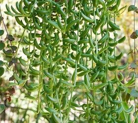 Propagating My String Of Bananas Plant Is Fast & Easy