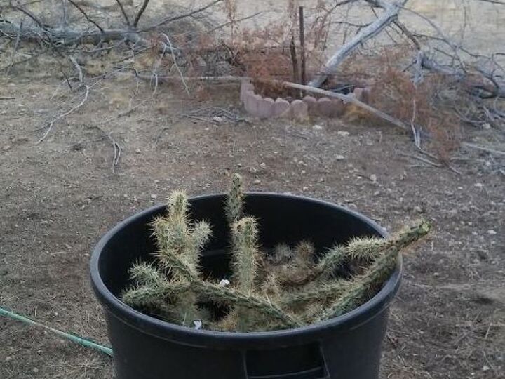 q chollas transplanted