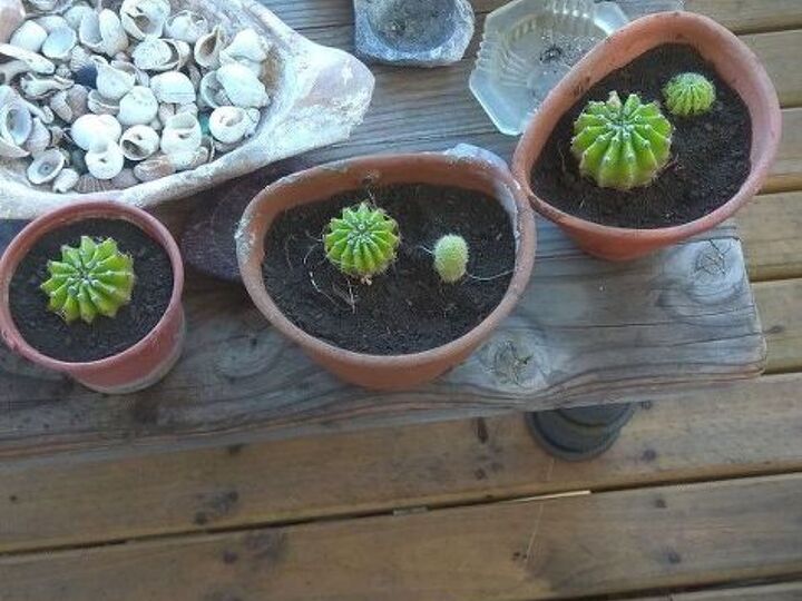 q how can i take care of my cactuses are they outdoor