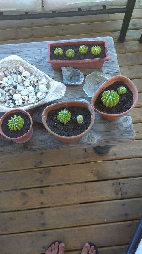 q how can i take care of my cactuses are they outdoor