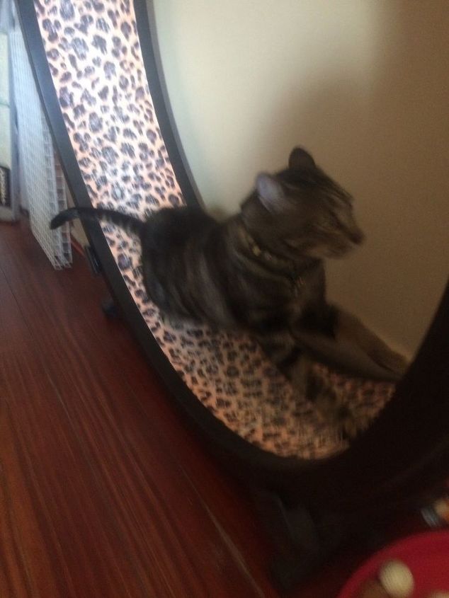 How Do I Make A Cat Wheel Or Update The One I Already Have Hometalk